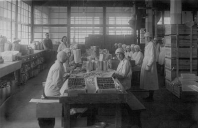 Ginovker chocolate factory - ready production
